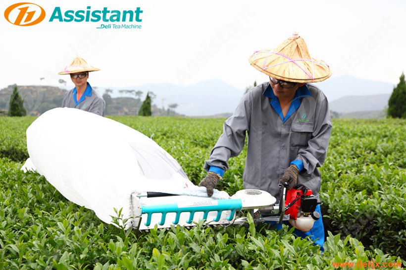 One-man Handheld Tea Leaf Plucking Harvesting Machine 4C-T50A5