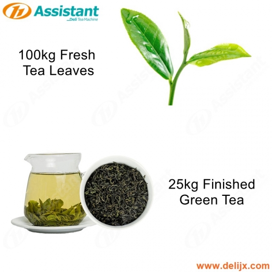 25kg trà xanh thành phẩm 100kg máy chế biến trà xanh tươi