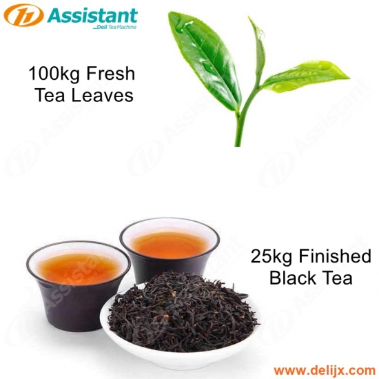 100kg máy chế biến lá trà tươi cho 25kg trà đen thành phẩm